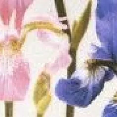 Керамическая плитка ирис лиловый бордюр 01 5,7x30