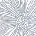 Керамическая плитка Сплендида blanco 1c 6,2x50,5