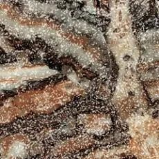 Керамогранит Эпос jurassic battiscopa 60 lap 7,2x60