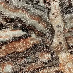 Керамогранит Эпос jurassic battiscopa 60 lap 7,2x60