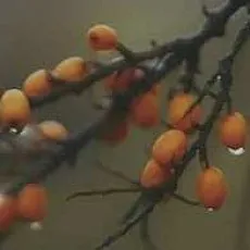 Керамическая плитка Декор Тракай 6 глянцевый 8,5x28,5