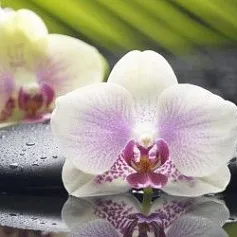 Керамическая плитка азалия декор орхидея 1 фисташковый 25x35