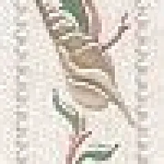 Керамическая плитка Бордюр Жемчужная нить stg\a118\8200 5,7x30