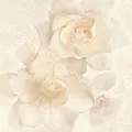 Керамическая плитка dec.alobras pack2 50x50
