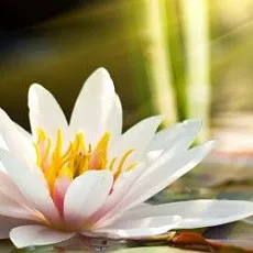 Керамическая плитка азалия декор лилия 1 фисташковый 25x35