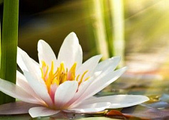 Belani Азалия декор Лилия 1 фисташковый зеленый 