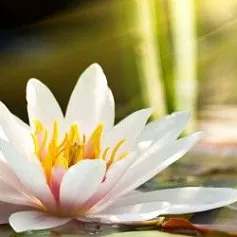 Керамическая плитка азалия декор лилия 1 фисташковый 25x35