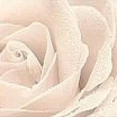 Керамическая плитка Декор Роза 25x75