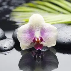 Керамическая плитка азалия декор орхидея 2 фисташковый 25x35