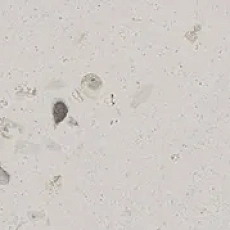 Плинтус Керама Марацци km6060g0931rbt6 Тараскон серый светлый матовый обрезной 9.5x60